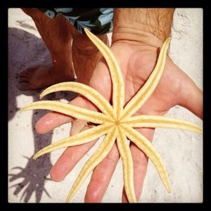 Meet your Posher, Kauni